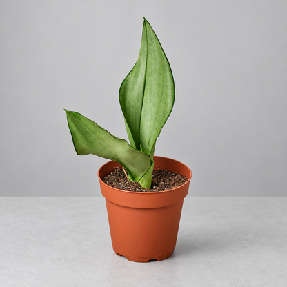 Potted snake plant ‘moonshine’ with green leaves in a brown pot against a solid grey background.