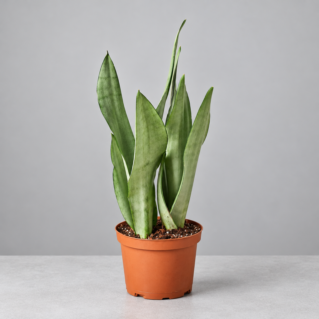 A potted snake plant ‘moonshine’ with upright green leaves in a small brown colored plastic pot, shown against a plain grey background.