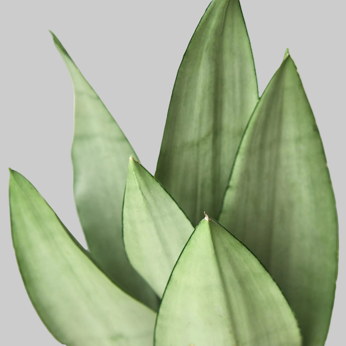 Close-up of a snake plant ‘moonshine’ with green leaves on a grey background.