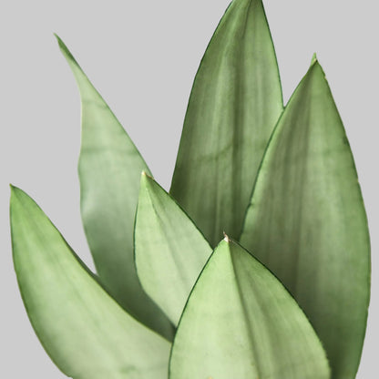 Close-up of a snake plant ‘moonshine’ with green leaves on a grey background.