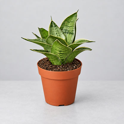 Potted snake plant ‘star light’ with green leaves in a brown pot on a grey background.