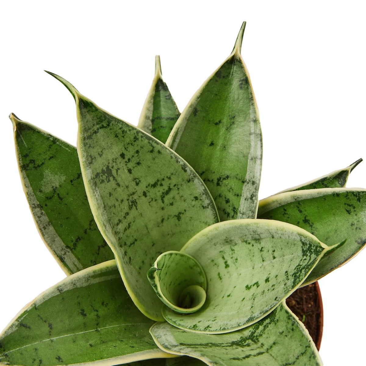 Close-up of a green snake plant ‘star light’ with a white background