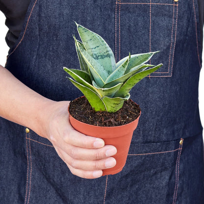 Person holding a small potted snake plant ‘star light’ against a denim apron background