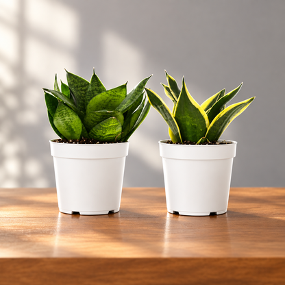 Two small potted snake plant varieties in white speckled plastic pots, on a brown surface shown against a solid grey background.
