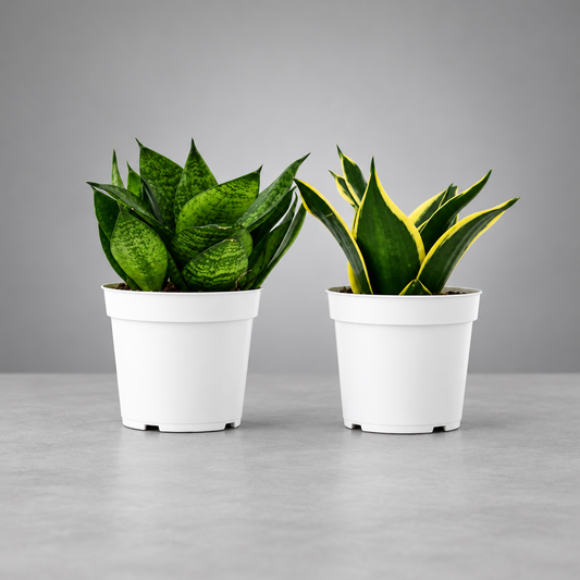 Two small potted snake plant varieties with green and yellow edge leave in white speckled plastic pots, shown against a solid grey background.