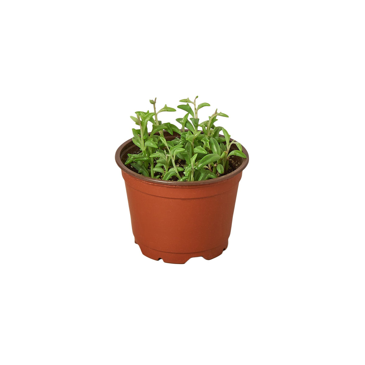 Potted string of dolphins succulent plant in a brown pot on a white background