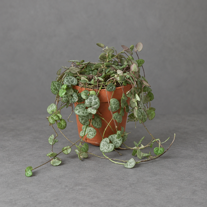 A potted trailing ‘string of hearts’ succulent with green leaves trailing down the pot on a grey surface with a grey background. 