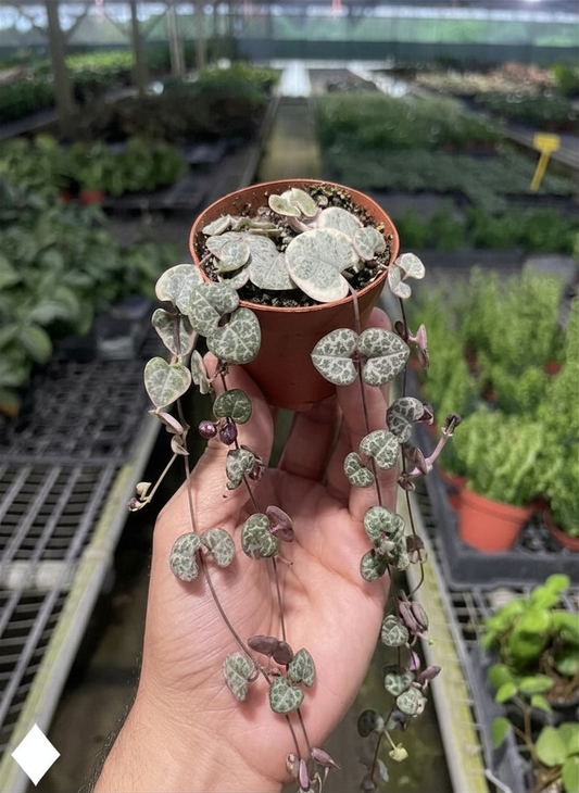 A hand holding a small ‘string of hearts’ succulent pot with a trailing plant featuring oval green and white marbled leaves, photographed in a greenhouse with rows of other plants in the background.