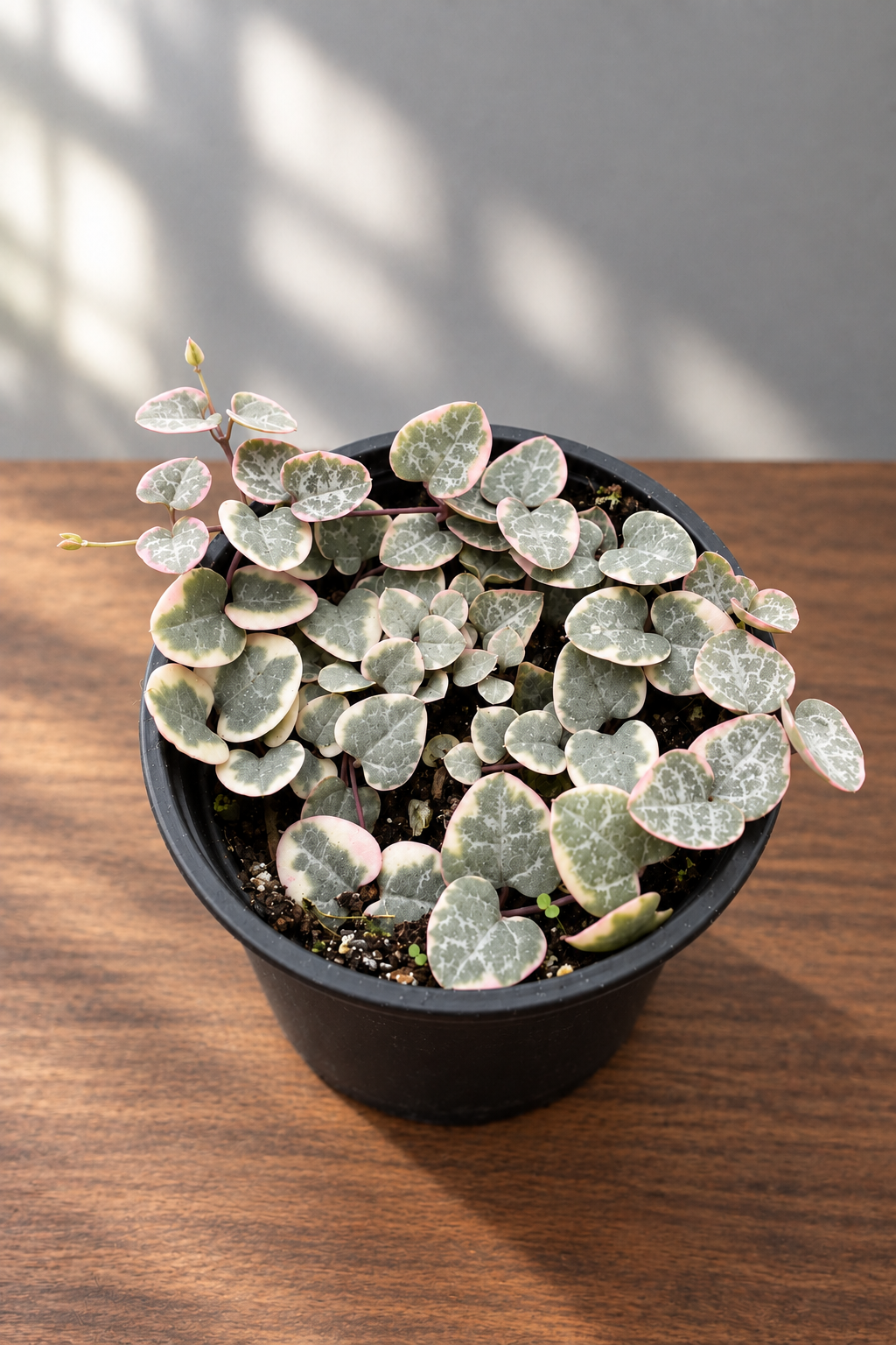 Small potted variegated ‘string of hearts’ succulent plant in a black pot with green and red edge leaves on a brown surface with grey background.