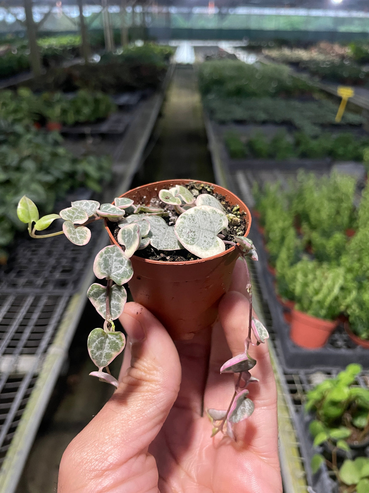 Small potted variegated ‘string of hearts’ succulent plant with green leaves with red edges in a small brown pot held in a hand with a greenhouse in the background