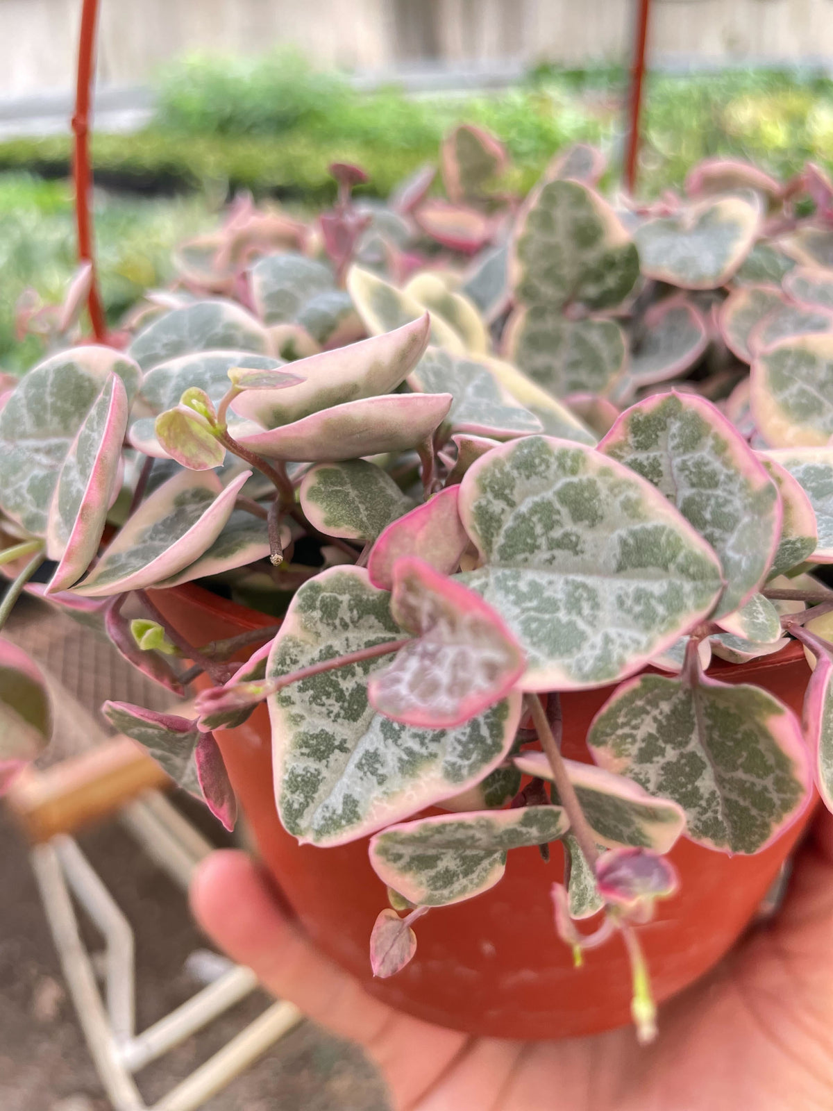 Potted variegated ‘string of hearts’ succulent with Heart-shaped leaves with pink edges in a small brown pot held by a hand in front of a blurred plant background.
