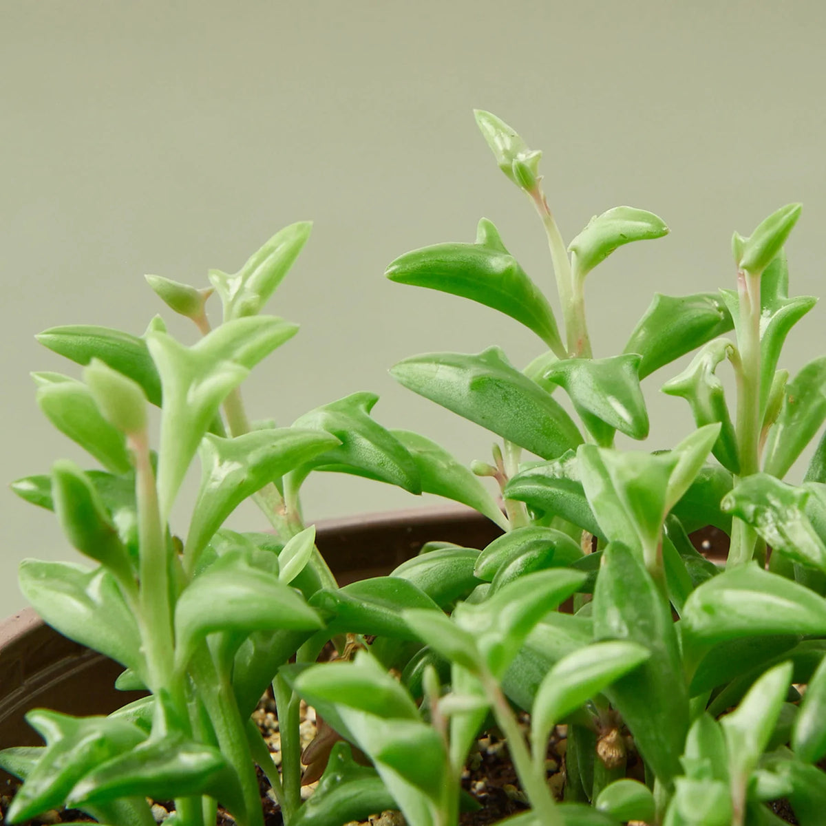 Close-up of a string of dolphins succulent plant with a blurred background