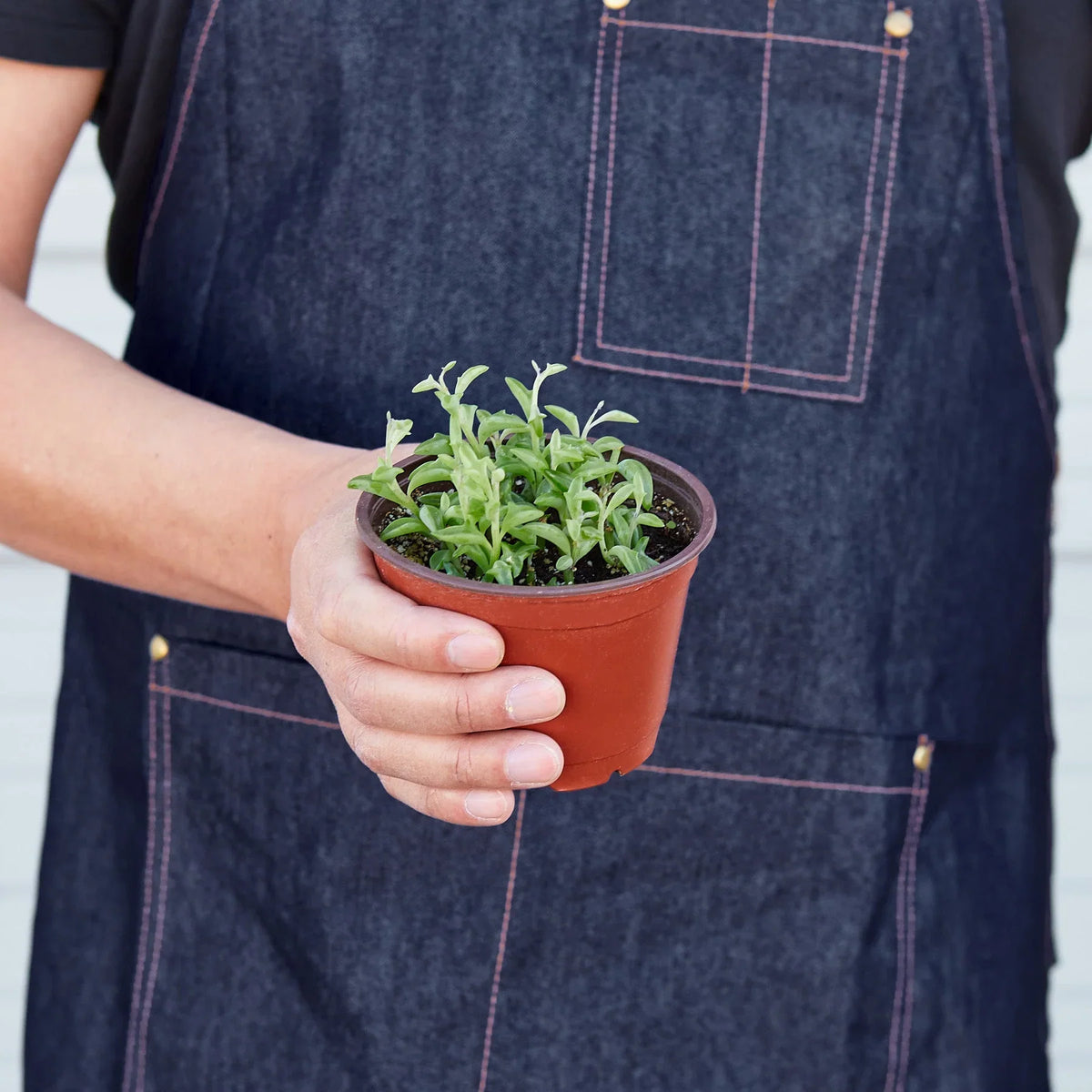Person holding a small potted string of dolphins succulent plant wearing a dark apron.