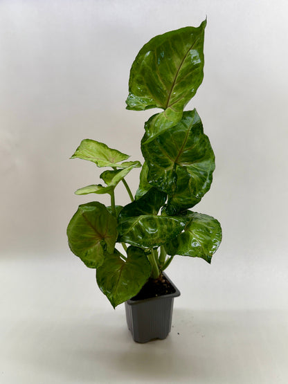 A potted Syngonium ‘cream allusion’ plant with glossy green red veined leaves,shown in a small black plastic nursery pot against a neutral light gray background.