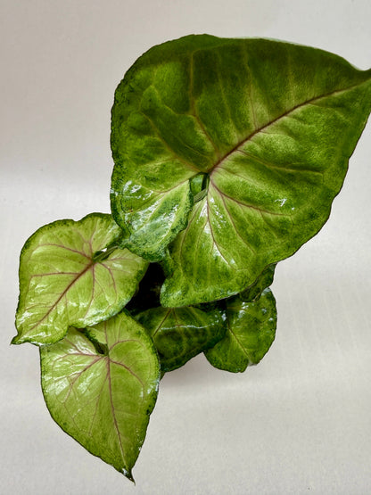 A potted syngonium ‘cream allusion’ plant with glossy green leaves featuring prominent reddish-purple veins, photographed against a plain light gray background.