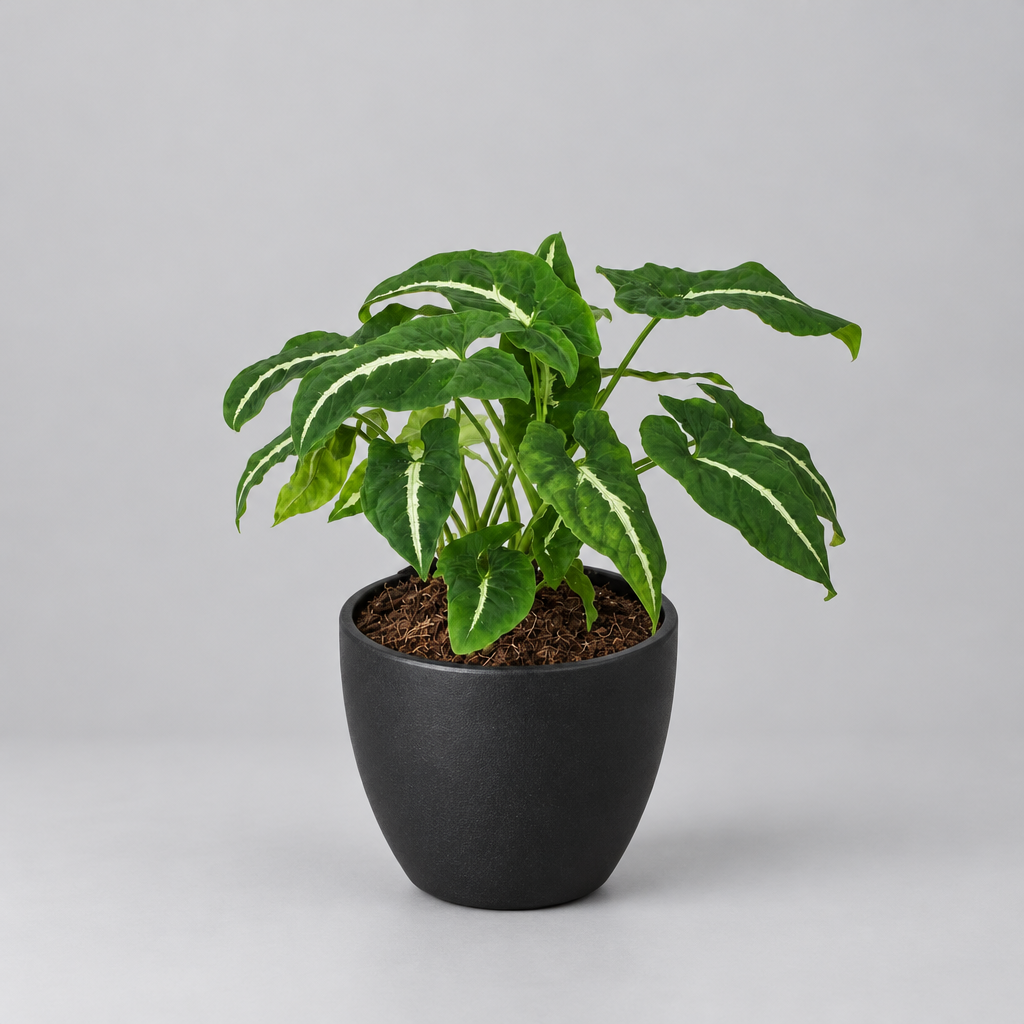 Potted syngonium ‘black velvet’ with green leaves and white vein on a grey background.