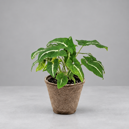 Potted syngonium ‘black velvet’ with green leaves and white vein in a brown colored cow pot on a grey background.