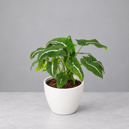 Potted syngonium ‘black velvet’ with green leaves and white vein in a white pot on a grey background.