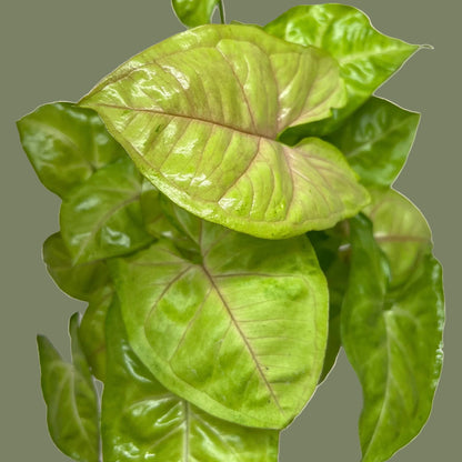 Close-up of a syngonium ‘cream allusion’ plant with glossy leaves with red veins a green background.