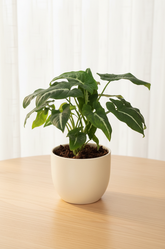 A potted green plant with heart-shaped leaves in a white ceramic pot, placed on a light wood table in front of a white curtain background.