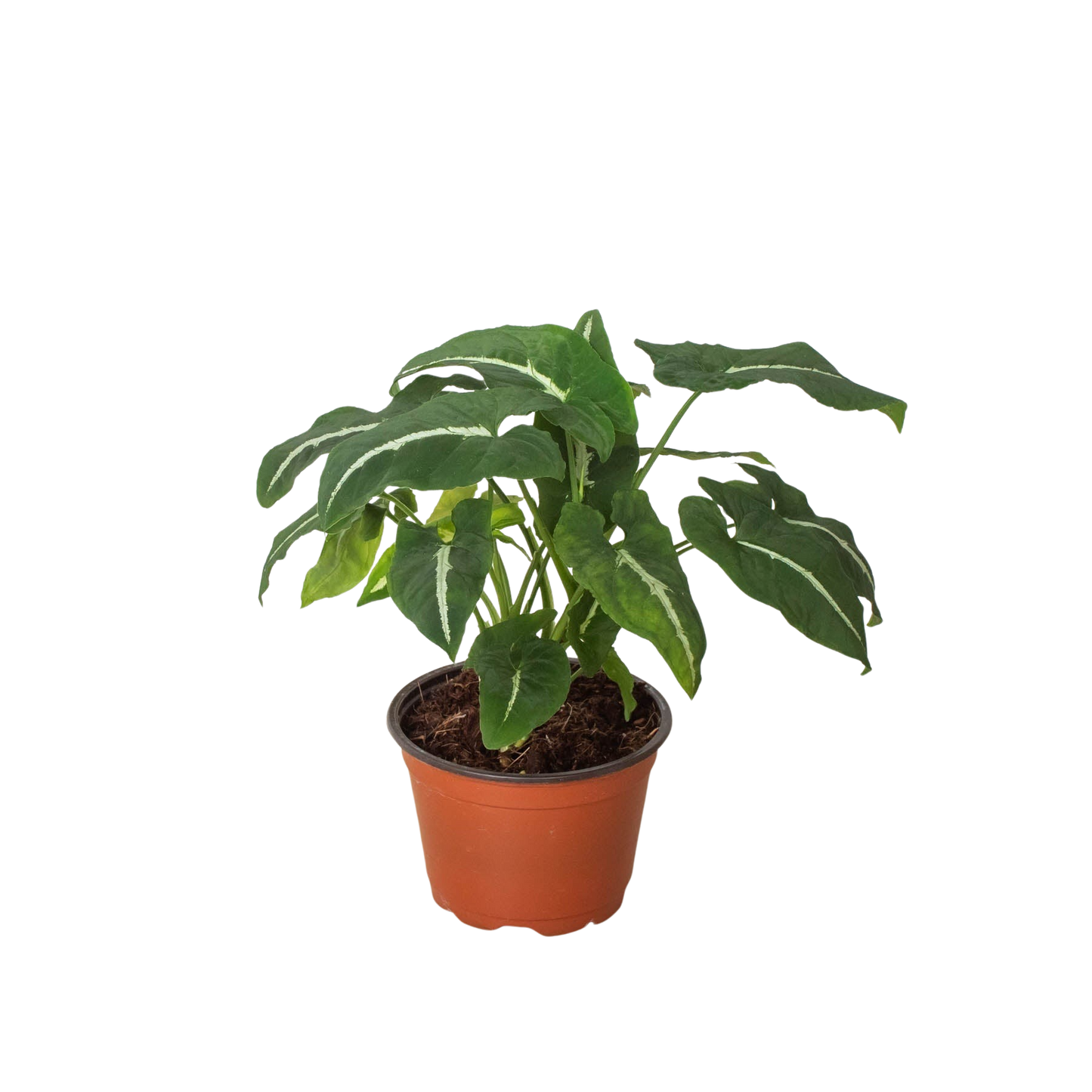 Potted plant with green leaves in a brown pot on a white background