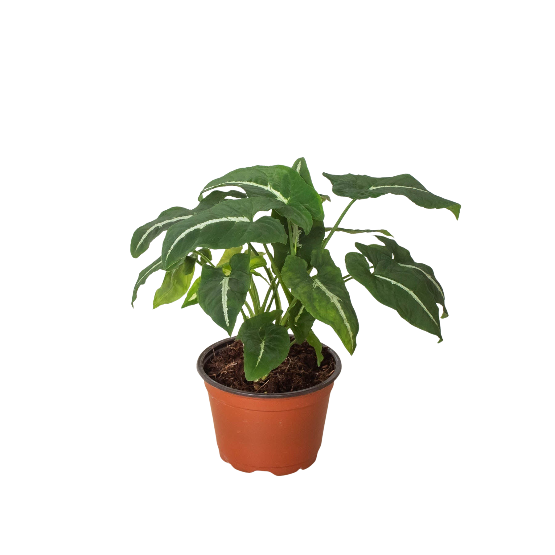 Potted plant with green leaves in a brown pot on a white background
