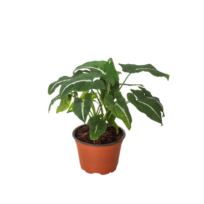 Potted plant with green leaves in a brown pot on a white background