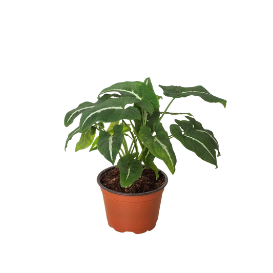 Potted plant with green leaves in a brown pot on a white background