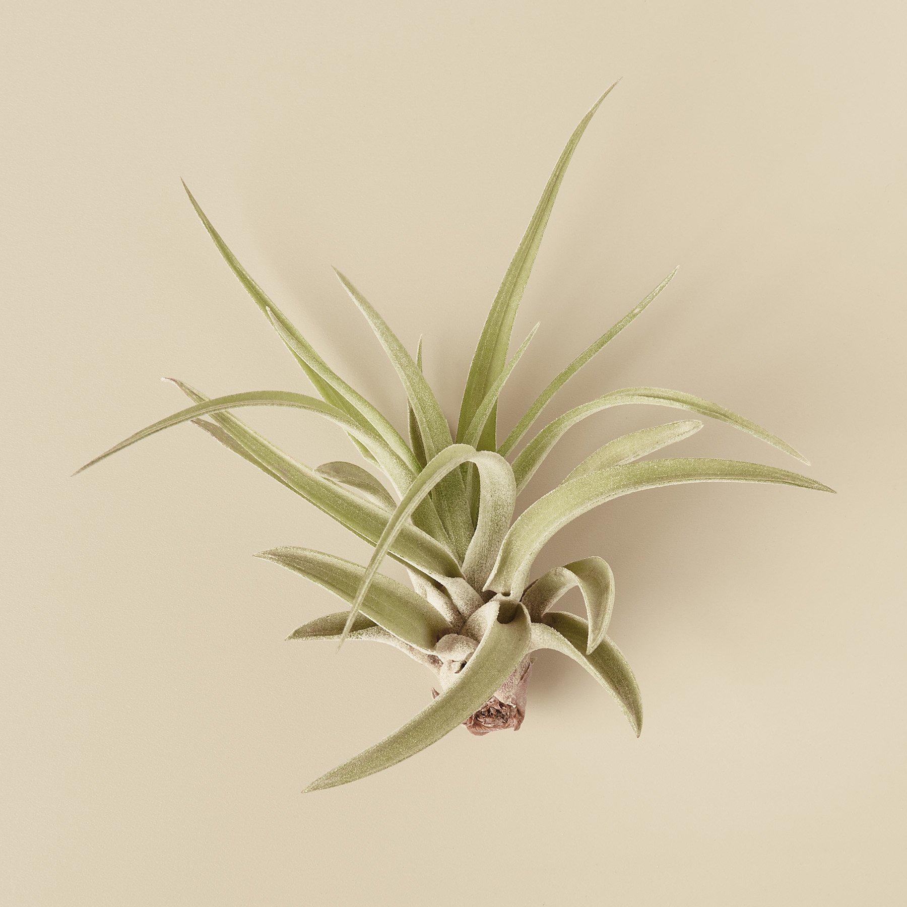 Green air plant on a beige background