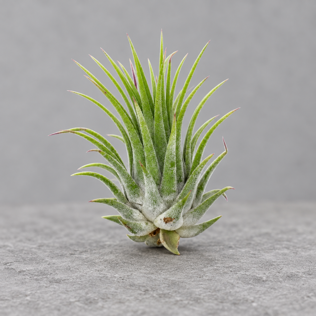 A green Tillandsia air plant on a grey surface with a grey background.