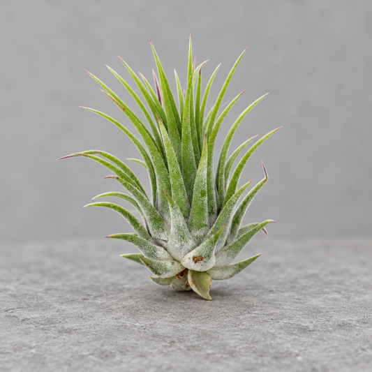 A green Tillandsia air plant on a grey surface with a grey background.