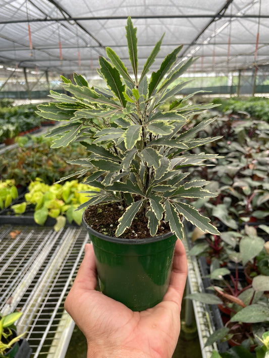 A hand holding a potted Variegated False Aralia ‘Bianca’ with green and white leaves in a green pot in a greenhouse setting with other plants. 