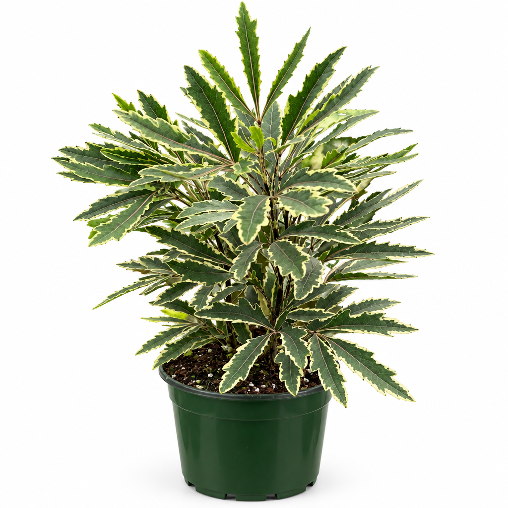 Potted Variegated False Aralia ‘Bianca’ plant in a green pot with soil and green leaves with white variegation on a white background.