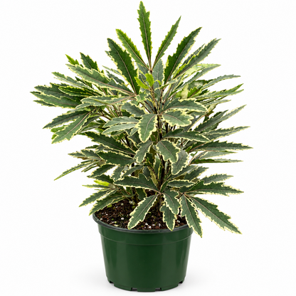 Potted Variegated False Aralia ‘Bianca’ plant in a green pot with soil and green leaves with white variegation on a white background.