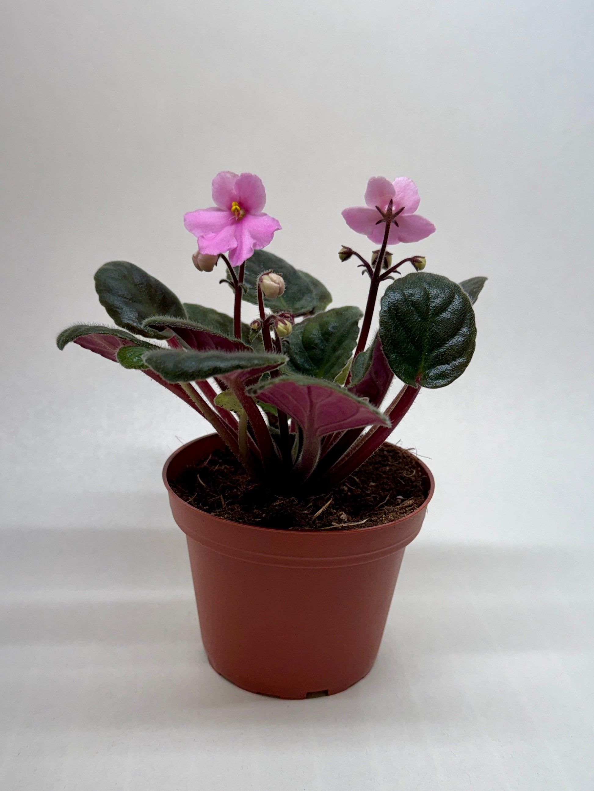 Potted African violet with pink flowers on a white background