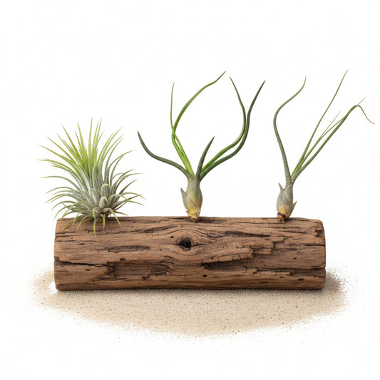 Three air plants on a white background