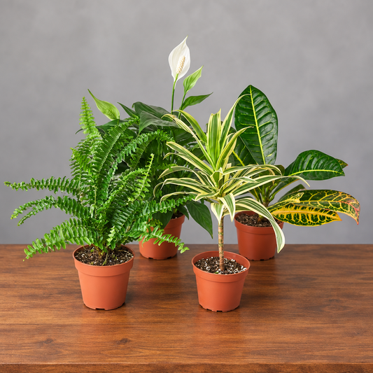 Collection of potted plants with green leaves  in brown pots on a brown table with grey background