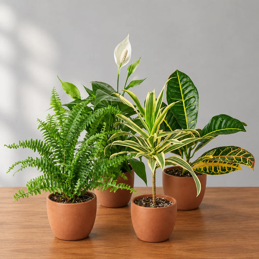 Four potted plants with green leaves  on a brown surface with a grey background