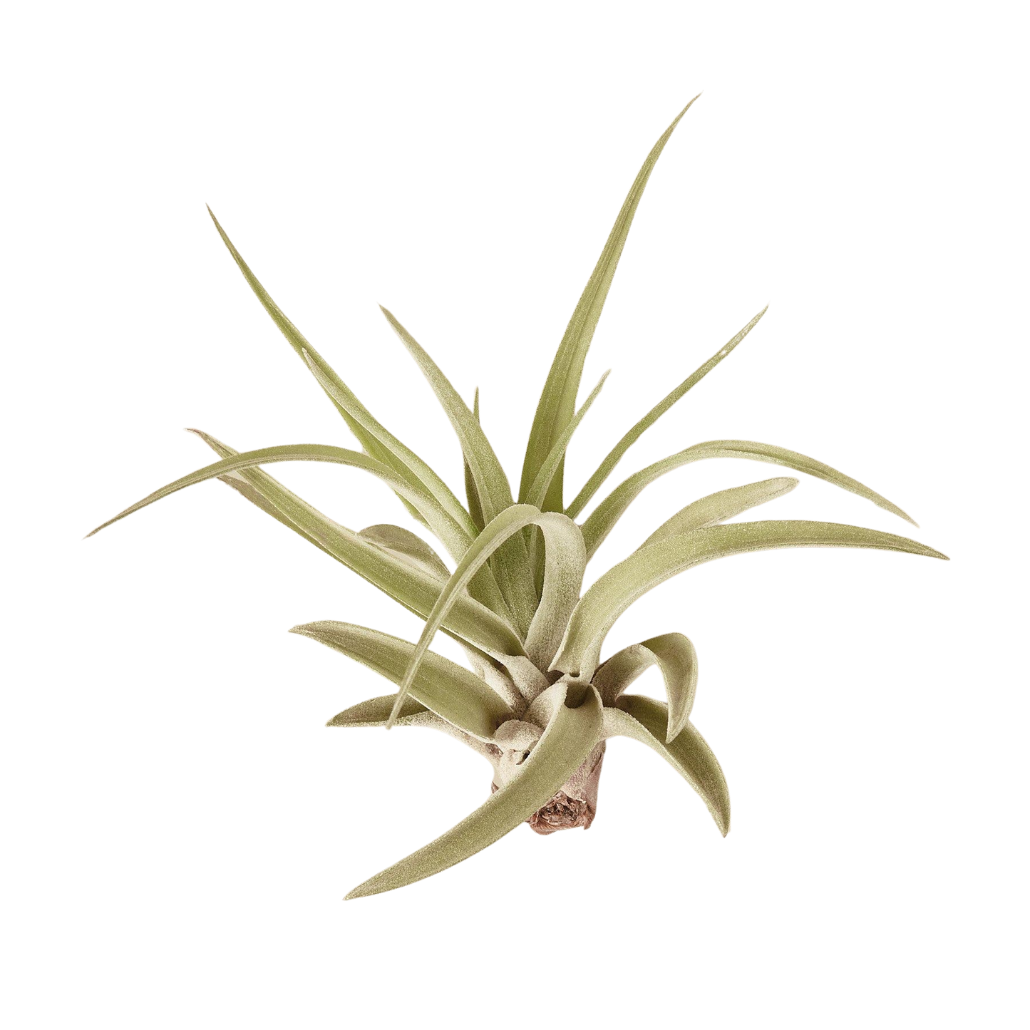 Tillandsia Veluntina Air Plant — Live Flowering Air Plant