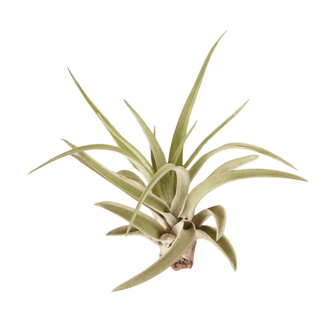 Tillandsia Veluntina Air Plant — Live Flowering Air Plant