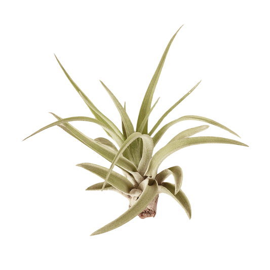 Tillandsia Veluntina Air Plant — Live Flowering Air Plant