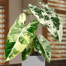 Variegated Alocasia Frydek | Alocasia micholitziana 'Variegata'
