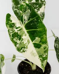 Variegated Alocasia Frydek | Alocasia micholitziana 'Variegata'