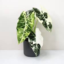 Variegated Alocasia Frydek | Alocasia micholitziana 'Variegata'