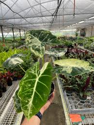 Variegated Alocasia Frydek | Alocasia micholitziana 'Variegata'