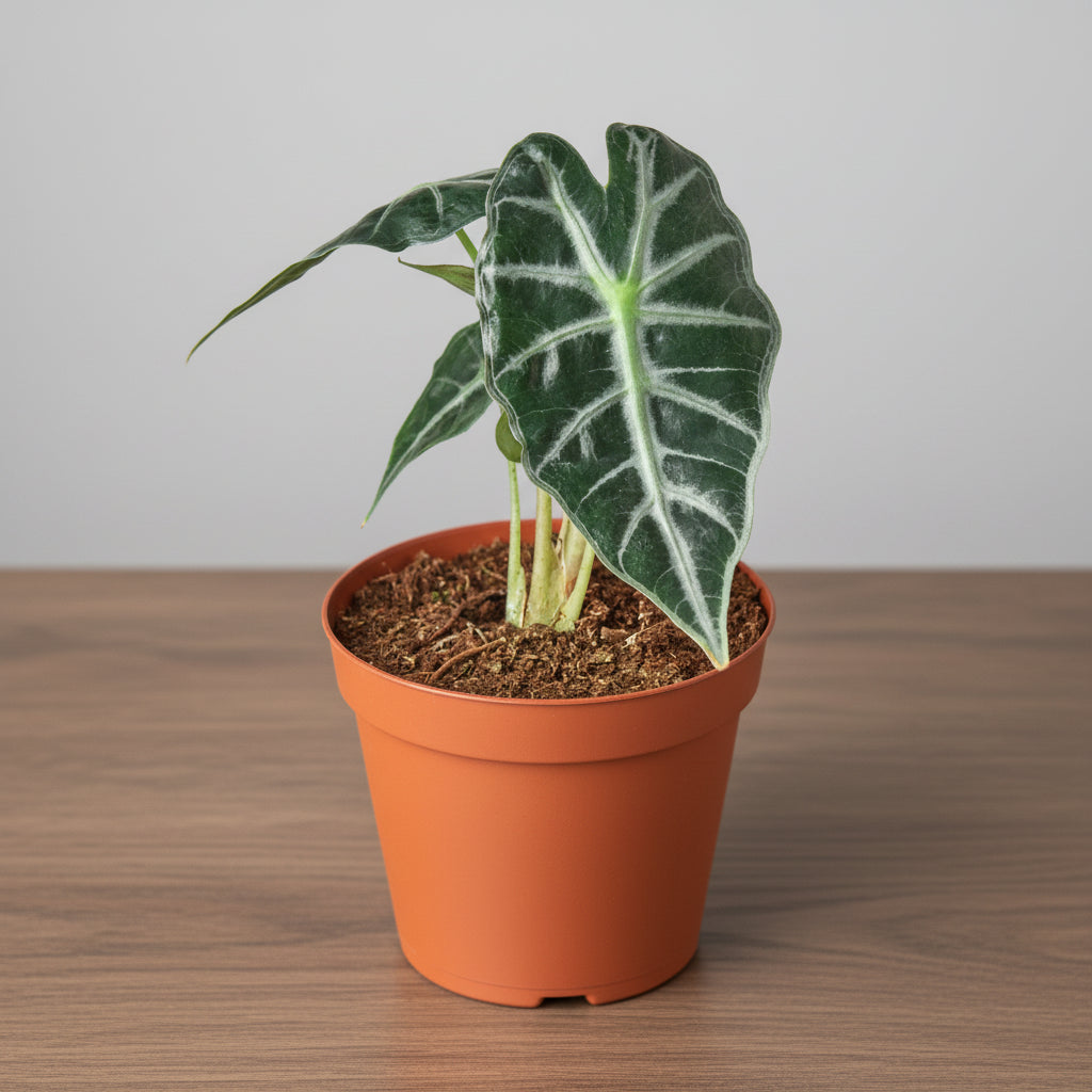 Potted plant with large green leaves on a white background