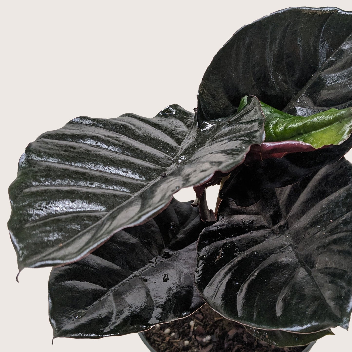 Alocasia Black Infernalis