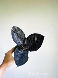 Alocasia Black Infernalis