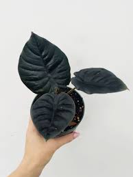 Alocasia Black Infernalis