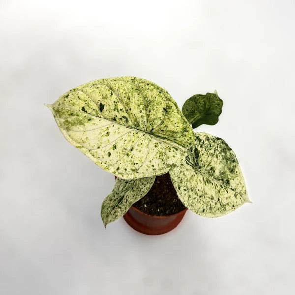 Alocasia 'Dragon Scale Mint'